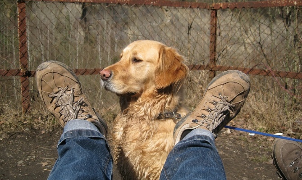 Castilla y León amplía y regula el uso de perros de asistencia para personas con discapacidad