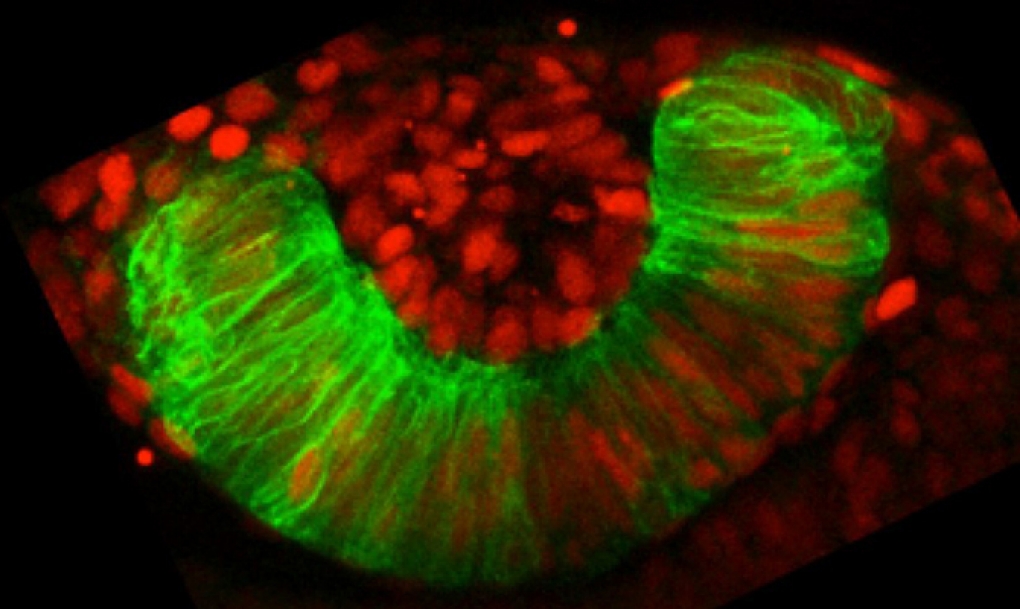 Identifican las instrucciones genéticas que regulan la formación del ojo en el embrión