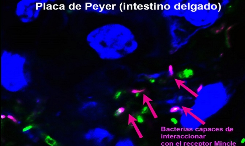 Descubierta una interacción entre un grupo de bacterias y células inmunitarias que protege la barrera intestinal