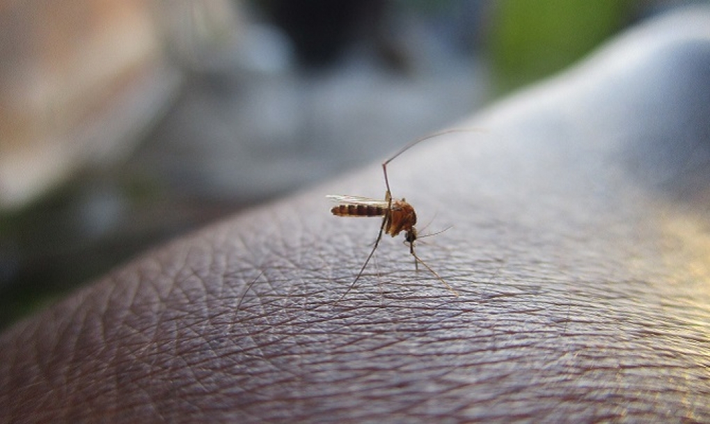 Detectados dos casos de dengue en España sin antecedentes de viaje a zonas conocidas con transmisión del virus