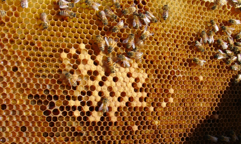 ¿Cómo se tratan 700 picaduras de abeja?
