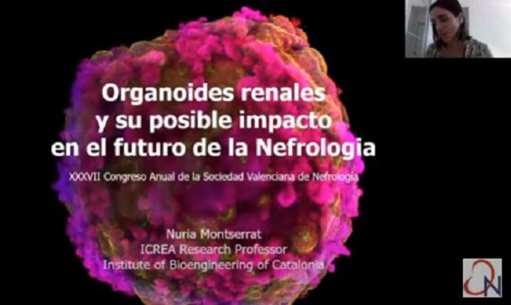 La creación de organoides a partir de células embrionarias revoluciona el conocimiento y manejo de las enfermedades renales