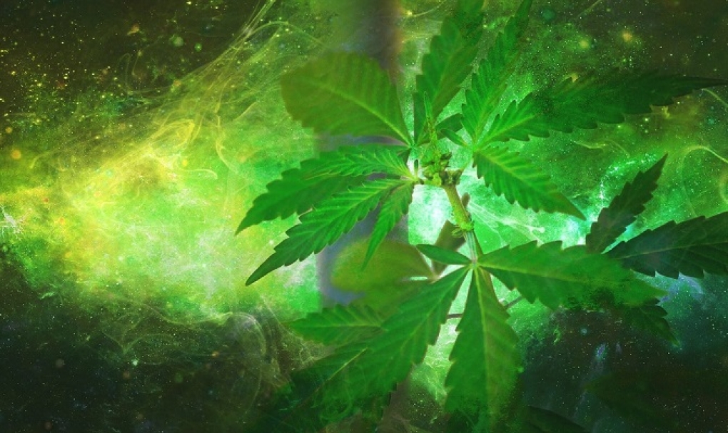La Organización Médica Colegial no halla justificación científica sólida para aprobar ahora el uso terapéutico del cannabis