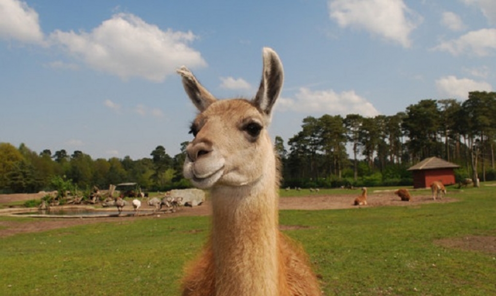 Anticuerpos de llama contra la gripe
