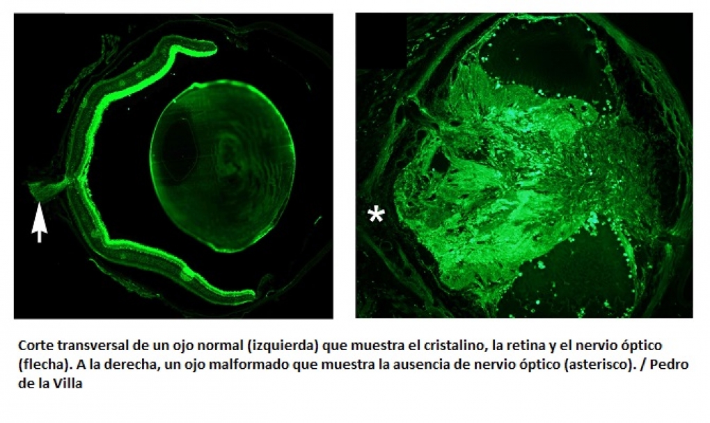 La formación del nervio óptico influye en la adaptación metabólica a la ingesta diaria de alimentos