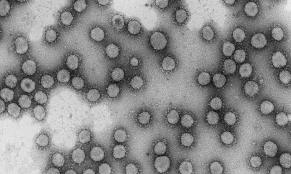 Proyecto de epidemiología genómica con pacientes de 40 hospitales para predecir la evolución del nuevo coronavirus