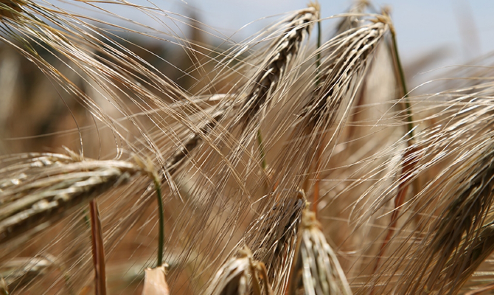 Crecen los casos de celiaquía debido a los cambios en la alimentación y al procesamiento del trigo