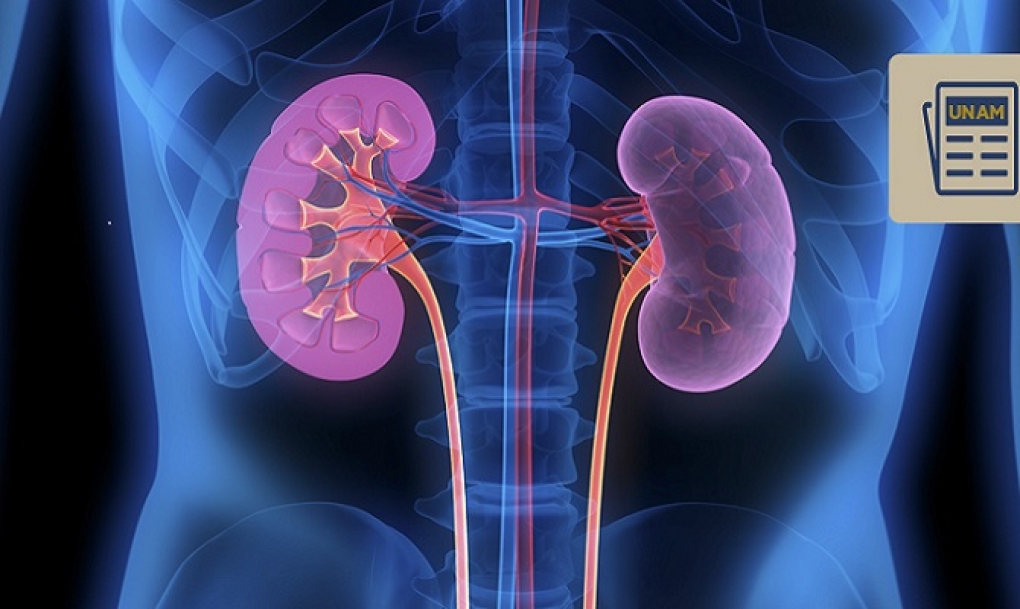 La prevalencia de la enfermedad renal crónica pasa del 10 al 15% en seis años